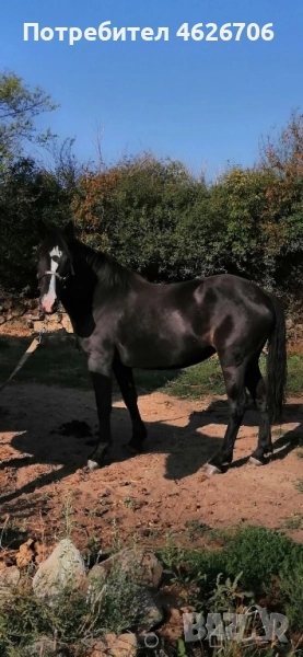 Кобила на 4 години, снимка 1