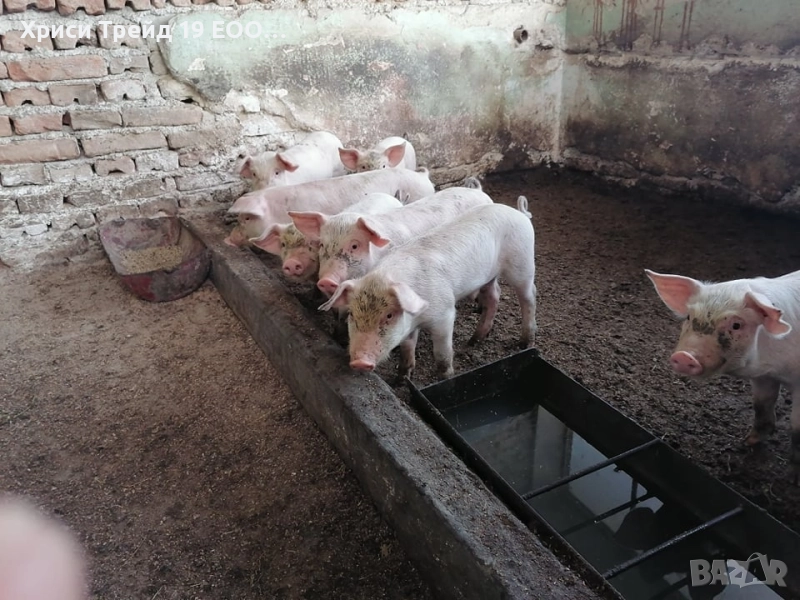 Малки прасенца на 50 дни, снимка 1