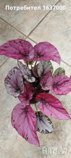 Бегония Maui sunset , снимка 1