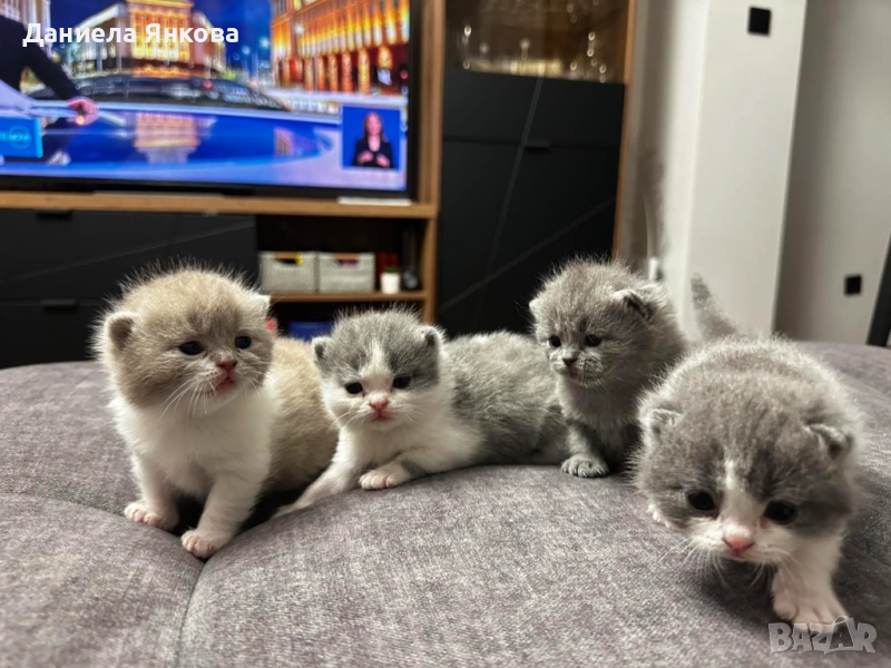 Британска късокосместа - бебета, снимка 1