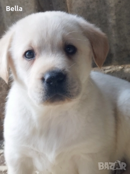 Лабрадор ретривър , снимка 1