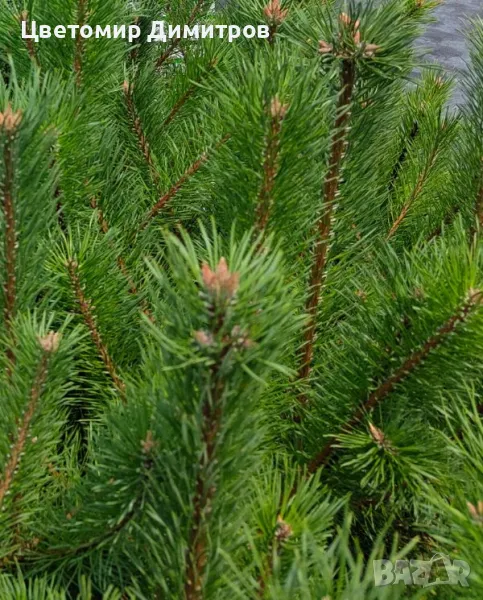 Бял бор, Елха(Ела, Обикновена ела, Бяла ела), снимка 1