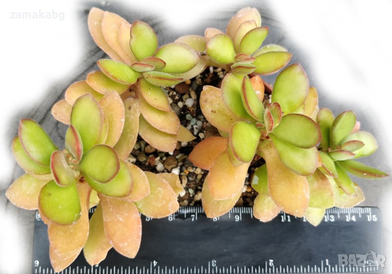 Красула (Crassula), вкоренено сукулентно растение, снимка 1