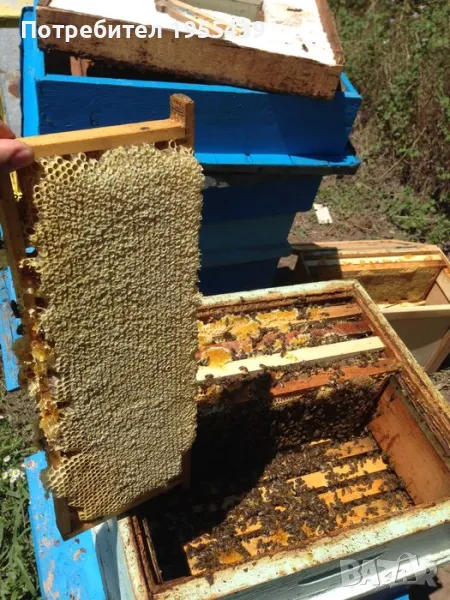 Пчелен мед в тенекия 5лв., снимка 1