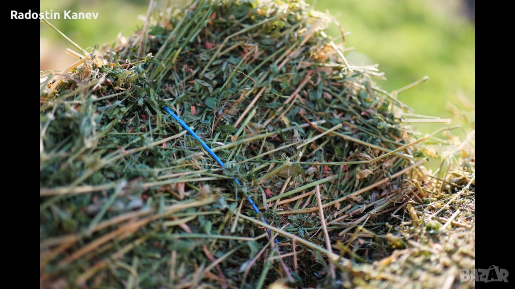 Бали люцерна , снимка 1