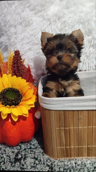 Мини йоркширски териер , снимка 1