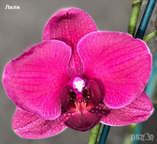 Oрхидея фаленопсис Montreux, снимка 1