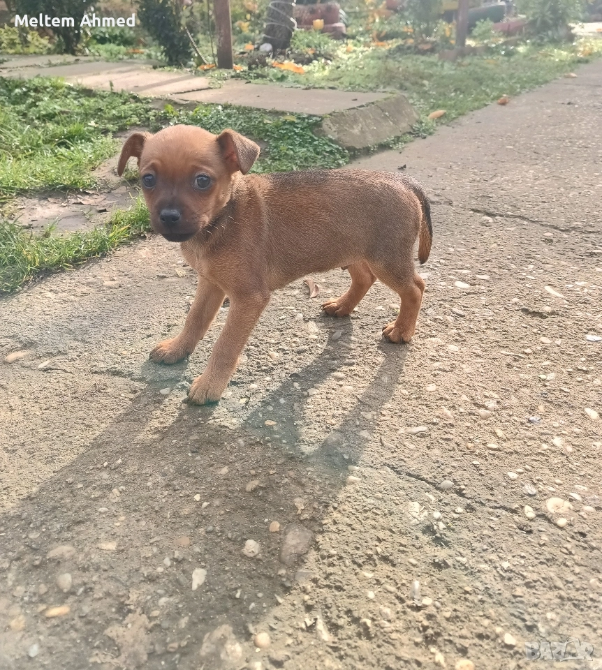 Продавам мъжки пинчер, снимка 1