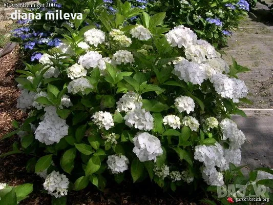 Хортензия Мадам Емили Мулиер, Hydrangea mac.Madame Emile Mouillere за сянка!!!, снимка 1
