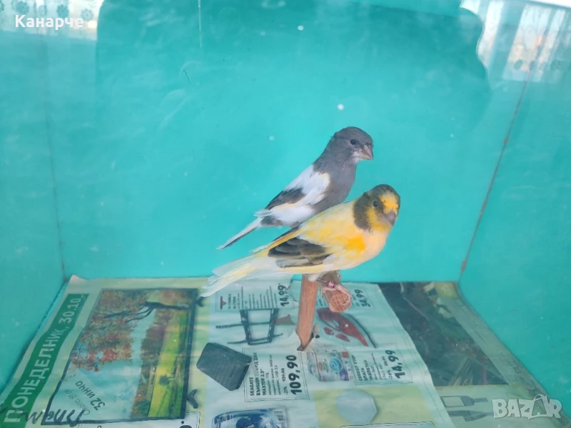Канари , снимка 1