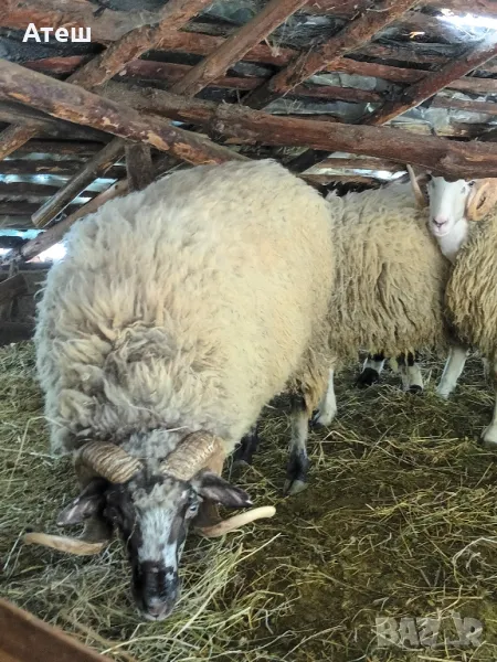 коч кочове овен , снимка 1