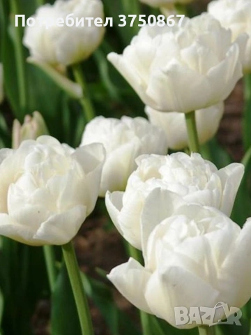 🌷 Лале в саксия (Tulipa), снимка 4 - Градински цветя и растения - 53449560