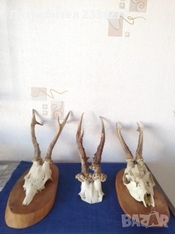 Рога от саръндаци и зъби от диво прасе, 70-80те години, снимка 2 - Колекции - 52583206