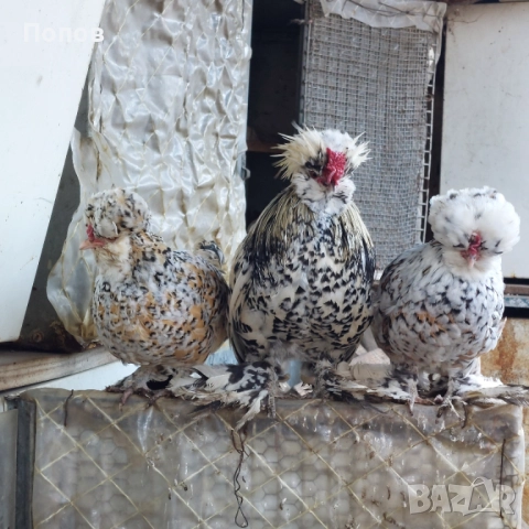 Продавам джинки, снимка 2 - други­ - 52724814