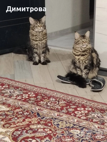 Мейн Кун, чистокръвни котета , снимка 9 - Мейн кун - 53787264