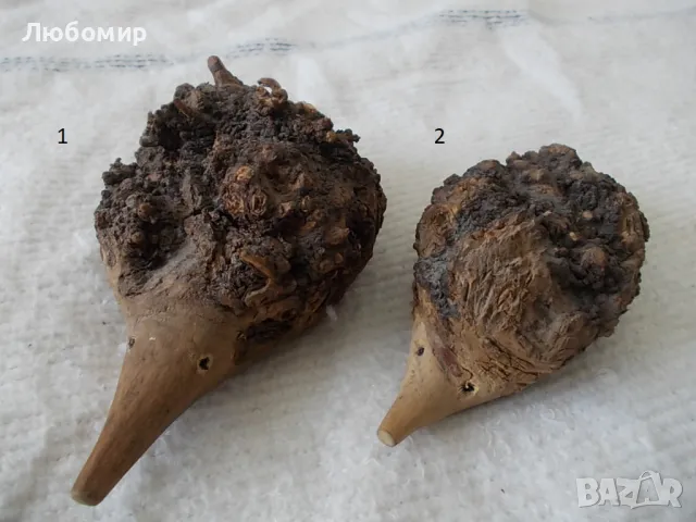 Семейство таралежи - от природата