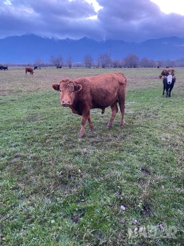 Телета и бикове