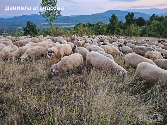 стадо Реплянски овце , снимка 6 - Овце - 44596836