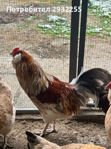 Работещи петли , снимка 3 - Кокошки и пуйки - 53540129