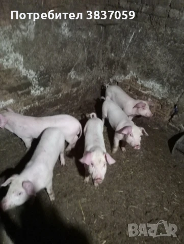 Продавам прасенца , снимка 1