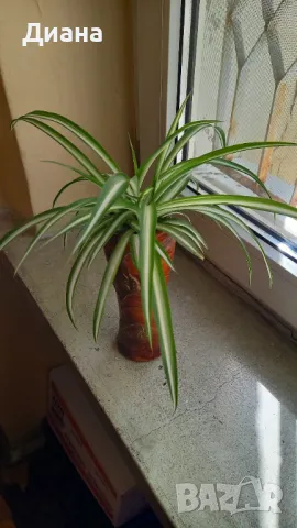 Хлорофитум в декоративен съд