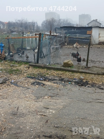 Кокошки пуйки юрдеци за хубава цена само за серяозни хора ще сте доволни, снимка 3 - Кокошки и пуйки - 53570539