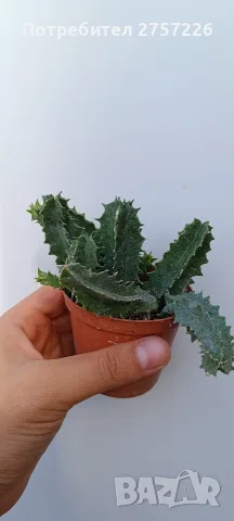 Huernia zebrina, снимка 4 - Стайни растения - 56071139