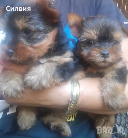 предлагам мини йоркширски териер , снимка 1