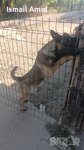 Prodavase Malinoa jenska na 5 meseca  obezparaziten s tri vaksini oblast shumen selo petmogili, снимка 4 - Белгийска овчарка - 56010140