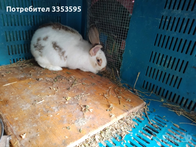 заици за разплод , снимка 5 - Кокошки и пуйки - 52855620