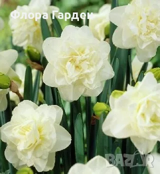 Луковици НАРЦИС, снимка 2 - Градински цветя и растения - 56336423