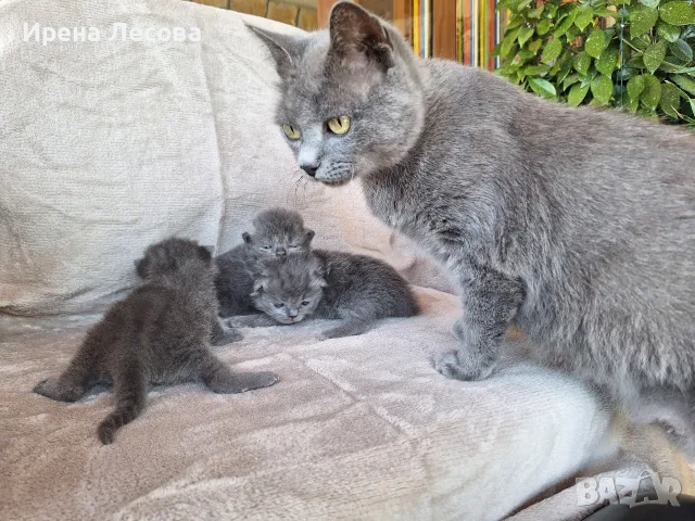 Британски дългокосмести котета , снимка 5 - Други - 55789308