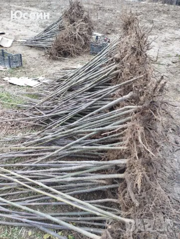 Озеленяване за паркове,градини,алей, снимка 16 - Градински цветя и растения - 48398291