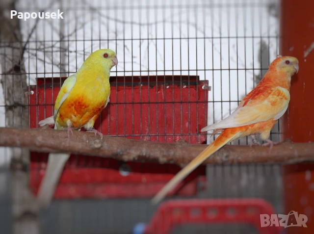 Пойни Папагали, снимка 13 - Папагали - 50581309