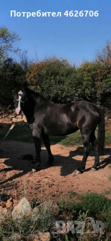 Кобила на 4 години