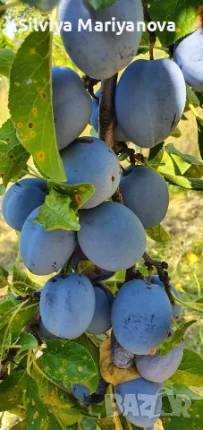 Продавам сини сливи, снимка 2 - Домашни продукти - 55975928