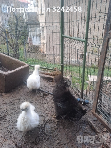 Продавам копринки джинки и фазани , снимка 2 - други­ - 52510607