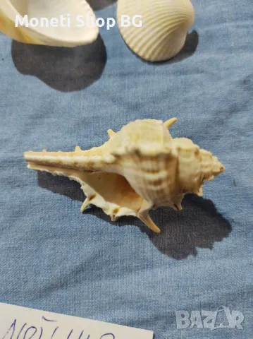 Океански дарове., снимка 3 - Други ценни предмети - 49015596