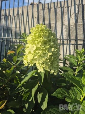 Хортензии за слънце, снимка 6 - Градински цветя и растения - 51461220