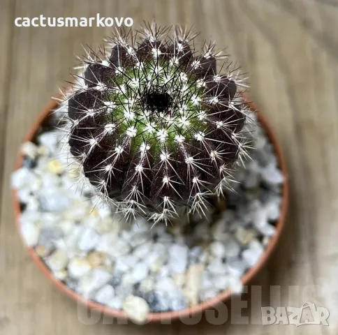 Uebelmannia pectinifera, grafted, снимка 2 - Стайни растения - 48036484