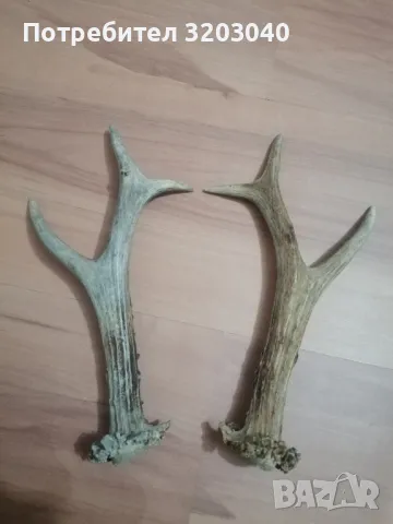 Рога от сръндак