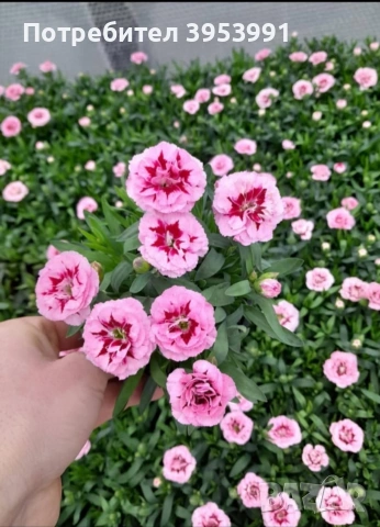 Ароматен едроцвет нискостъблен карамфил студоустойчив