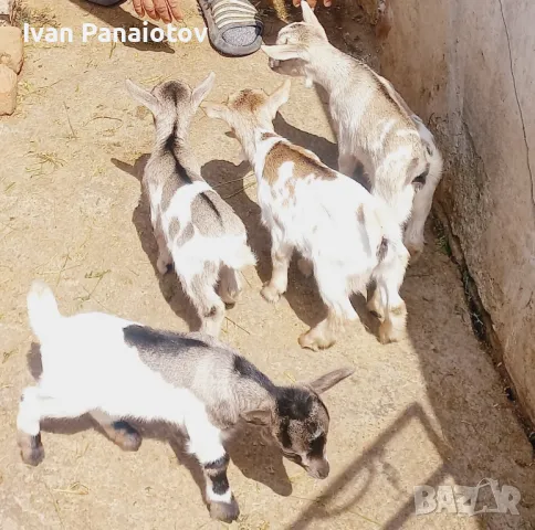 продавам мини козички, снимка 2 - Кози - 47564821