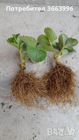 продавам фантастичен разсад ягоди и малини , снимка 5 - Разсади - 53688553