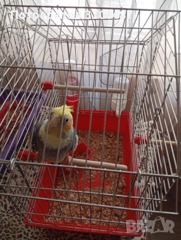 Папагал корела