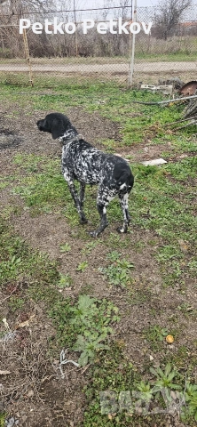 Курцхаар, снимка 2 - Курцхаар - 53096717