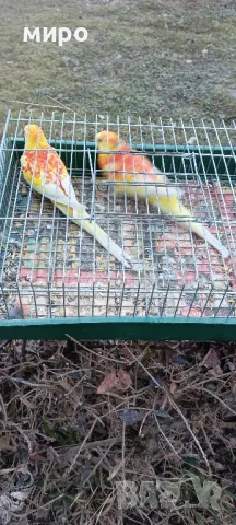 Пойни папагали !, снимка 6 - Папагали - 49105226