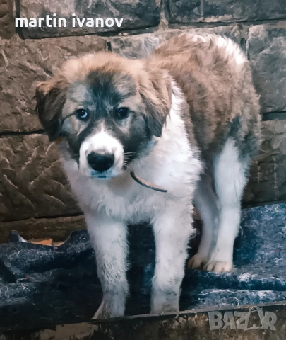 Каракачанско куче