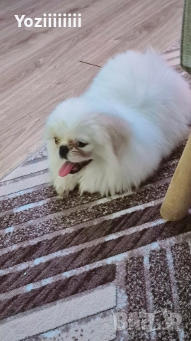 кралски пекинез момче, снимка 2 - Пекинез - 52804304