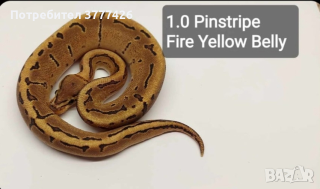 Кралски питон - Pinstripe Fire YB, снимка 1 - Змии - 42930896
